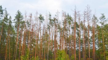 В Україні всихає майже 400 тисяч гектарів лісу