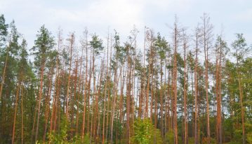 В Україні всихає майже 400 тисяч гектарів лісу