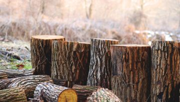 Уряд невдовзі скаже, скільки вкрали лісу і як зупинити контрабанду