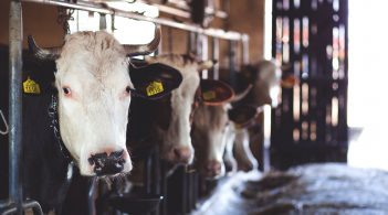 В Україні скорочується поголів'я корів та свиней