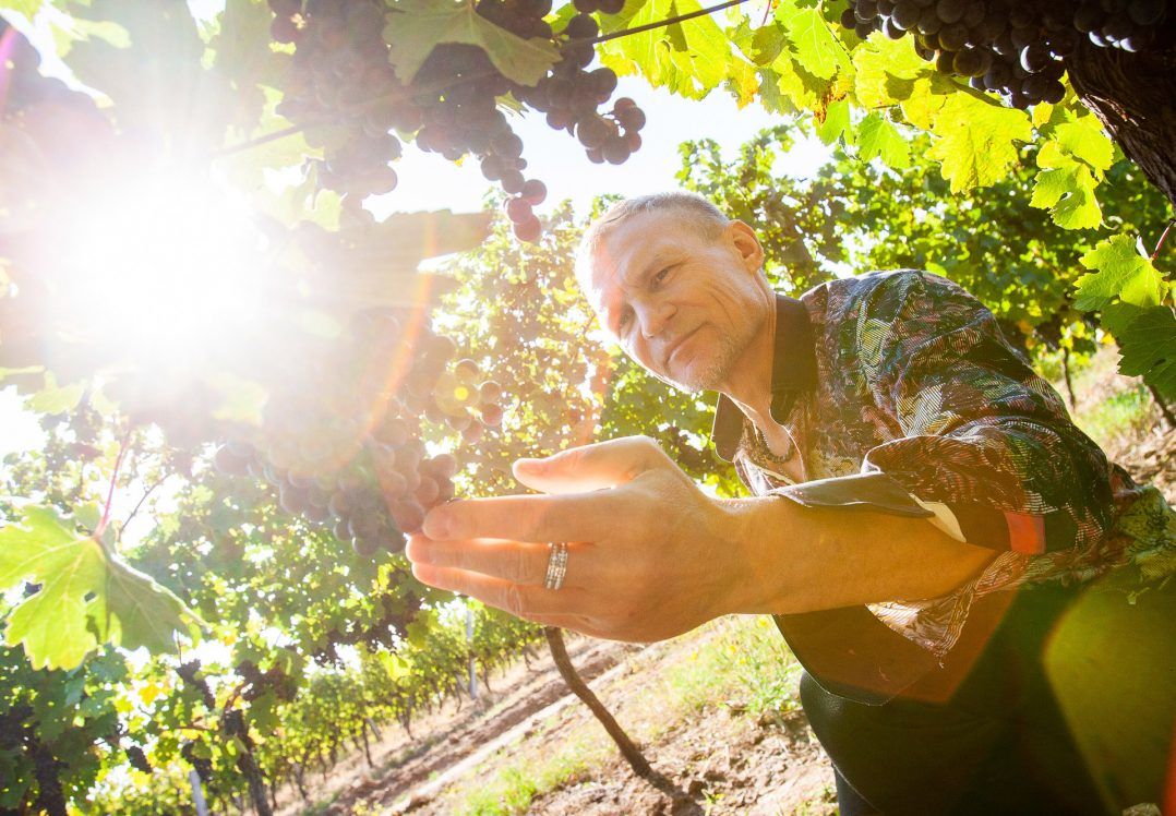 Wine as a dream: Oleg Skrypka makes author's sunny drink in Zakarpattia