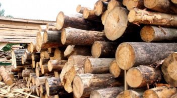 ЄС закликав Україну скасувати мораторій на експорт необробленої деревини