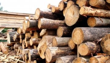 ЄС закликав Україну скасувати мораторій на експорт необробленої деревини