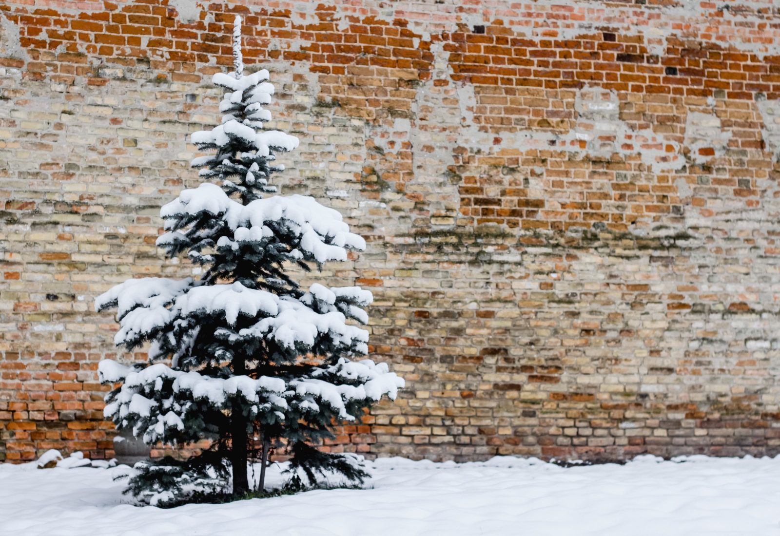 Корона під снігом. Зимові історії Луцького замку