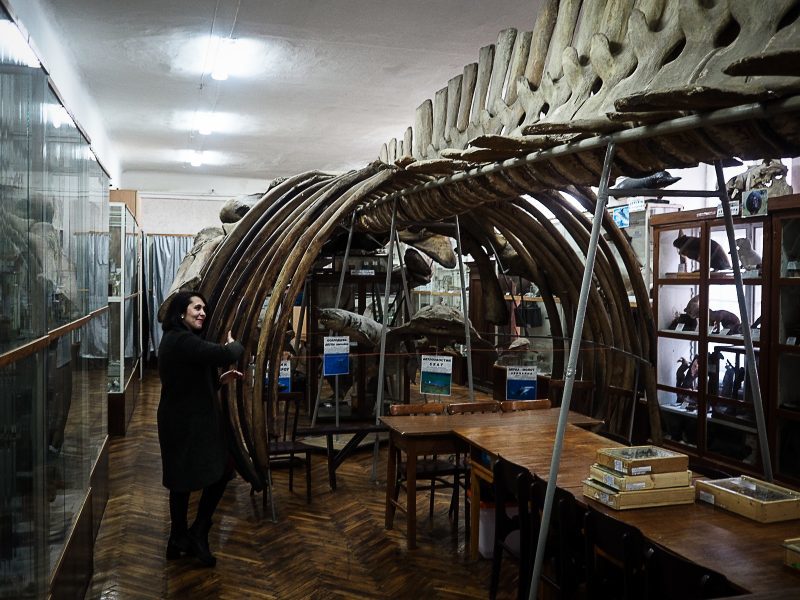 Синій кит з Буковини: екзотичні експонати природничого музею в Чернівцях