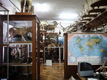 Синій кит з Буковини: екзотичні експонати природничого музею в Чернівцях