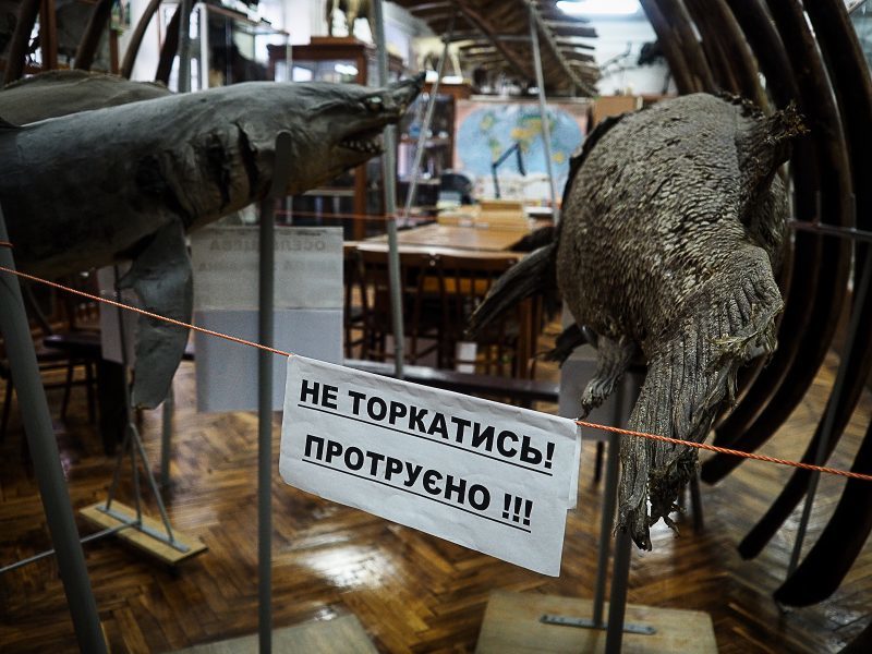 Синій кит з Буковини: екзотичні експонати природничого музею в Чернівцях