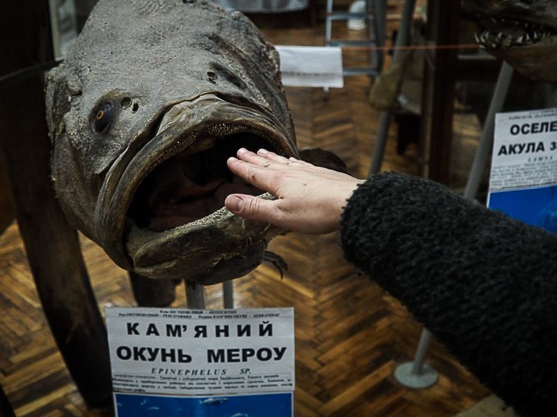 Синій кит з Буковини: екзотичні експонати природничого музею в Чернівцях