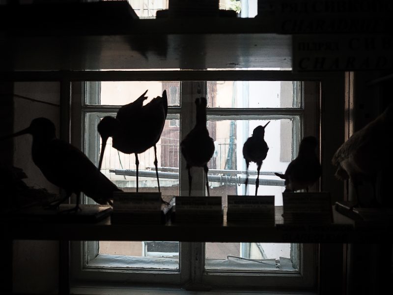Синій кит з Буковини: екзотичні експонати природничого музею в Чернівцях