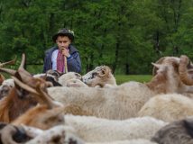 Бринза як ідея, або Врятувати рядового вівчаря