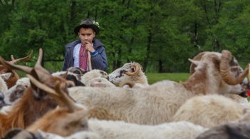 Бринза як ідея, або Врятувати рядового вівчаря