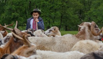 Бринза як ідея, або Врятувати рядового вівчаря