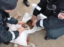 Волинські митники пропустили до Польщі контрабандний бурштин на 50 млн грн