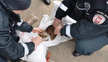 Волинські митники пропустили до Польщі контрабандний бурштин на 50 млн грн