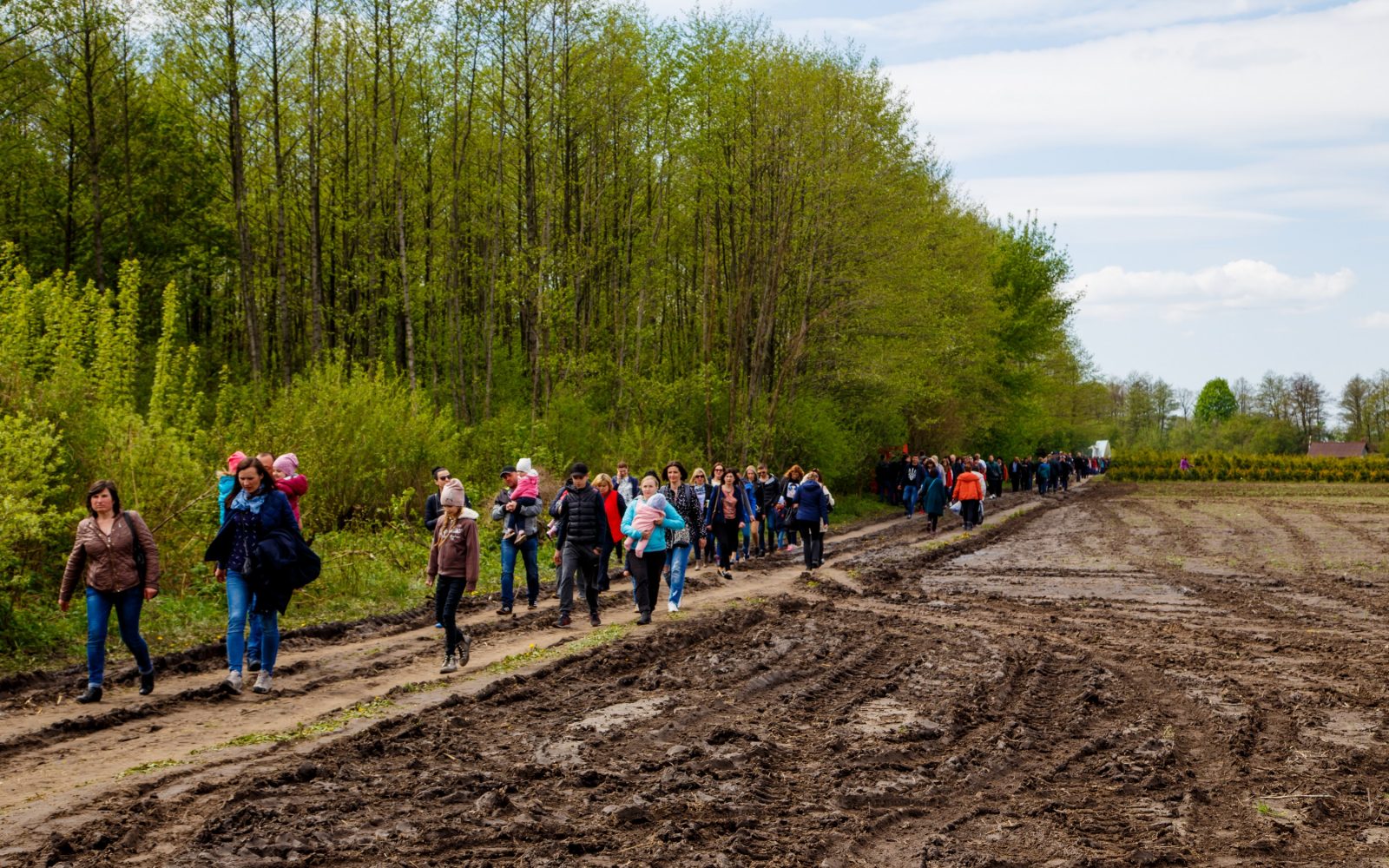 «Шановні, не лягайте в рядки!» На Волині – тюльпанове божевілля