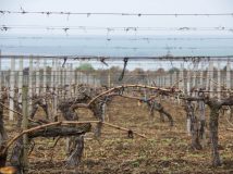 Вино і смак у пошуку дороги