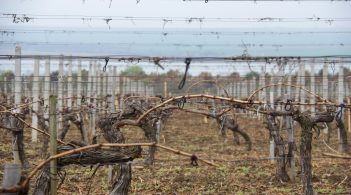 Вино і смак у пошуку дороги