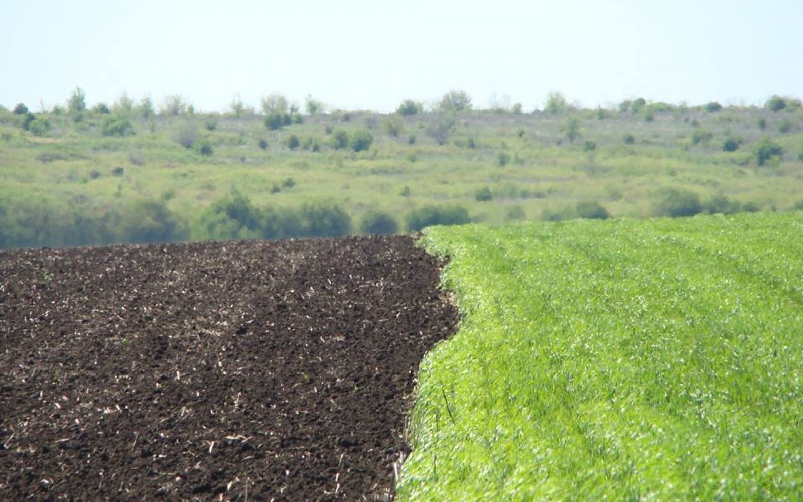 Давайте сковородувати