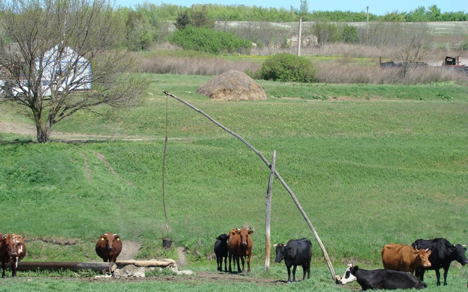 Давайте сковородувати