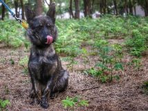 Україні повернули Джессі – собаку, захоплену разом із моряками у Керченській протоці