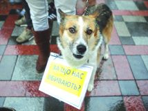 Собаче життя: коли в Україні буде управа на шкуродерів