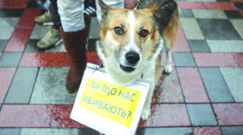 Собаче життя: коли в Україні буде управа на шкуродерів