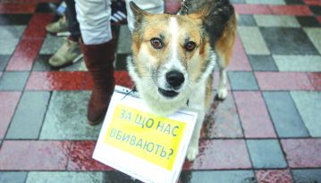 Собаче життя: коли в Україні буде управа на шкуродерів