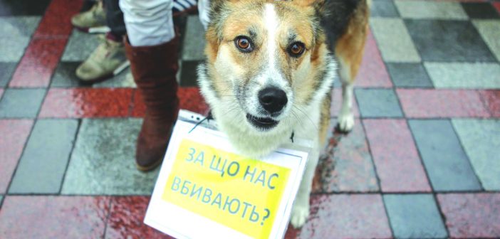 Собаче життя: коли в Україні буде управа на шкуродерів
