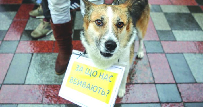 Dog’s life: when will Ukraine get the handle on the knackers