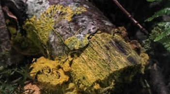 У Парижі продемонстрували живий організм, здатний навчатися попри відсутність мозку