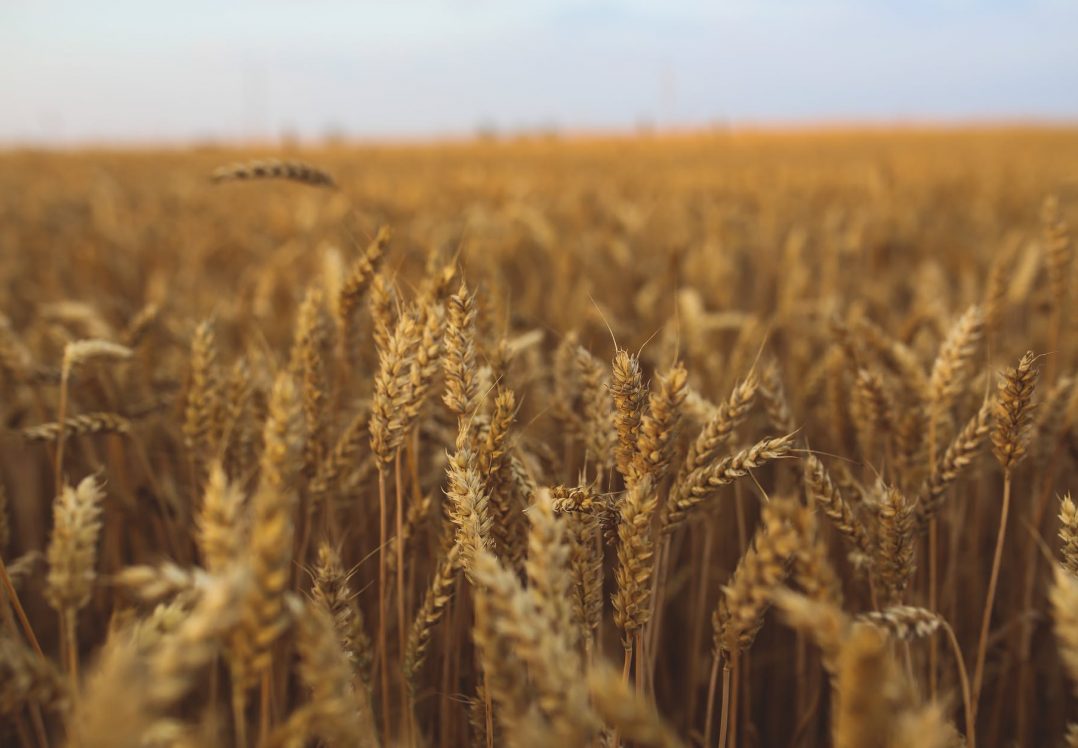 У 2019 році збільшився експорт української аграрно-продовольчої продукції до країн ЄС, Азії й Африки