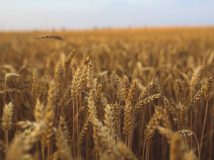 У 2019 році збільшився експорт української аграрно-продовольчої продукції до країн ЄС, Азії й Африки