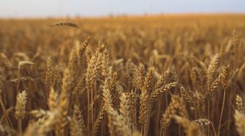 У 2019 році збільшився експорт української аграрно-продовольчої продукції до країн ЄС, Азії й Африки