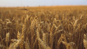 У 2019 році збільшився експорт української аграрно-продовольчої продукції до країн ЄС, Азії й Африки