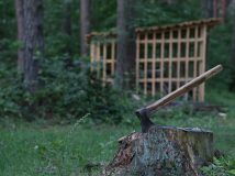 Парламент заборонив суцільні вирубки лісу в Карпатах