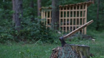 Парламент заборонив суцільні вирубки лісу в Карпатах