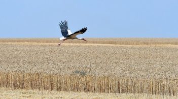 ЄС не вимагає від України дозволити іноземцям купувати землю