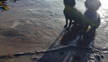 У Британії випадково знайшли двохметровий скелет динозавтра: його знайшли собаки (фото)