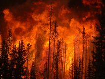 Як палала наша планета: науковці створили унікальний ролик, який демонструє всі лісові пожежі цього року (відео)