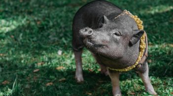 Вчені спробують виростити людську підшлункову залозу в організмі свині
