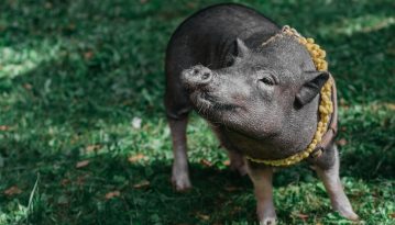 Вчені спробують виростити людську підшлункову залозу в організмі свині