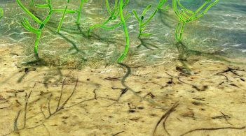 Найстаріша в світі: вчені знайшли водорість віком близько мільярд років