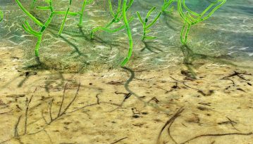 Найстаріша в світі: вчені знайшли водорість віком близько мільярд років