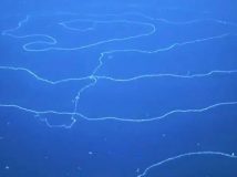 Вчені виявили гігантське скупчення морських істот довжиною 47 м