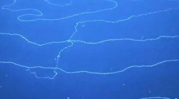 Вчені виявили гігантське скупчення морських істот довжиною 47 м