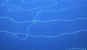 Вчені виявили гігантське скупчення морських істот довжиною 47 м