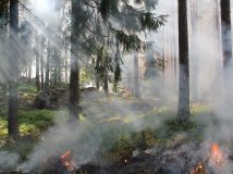 Паліїв лісів на півночі України шукає спецназ «Омега» та президентська бригада кінологів